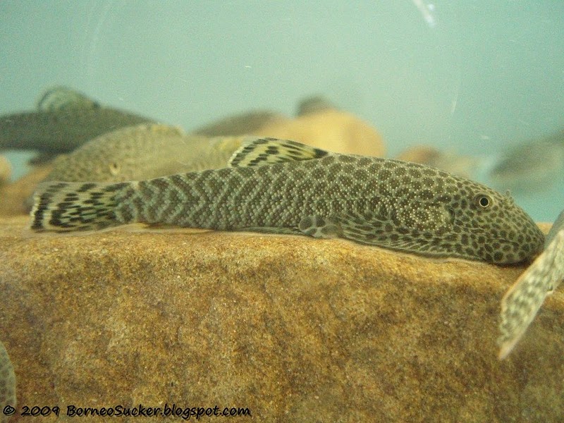 Gastromyzon monticola.