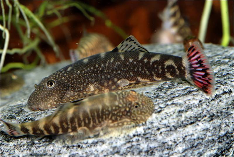 G. ocellatus exhibits numerous variations in patterning - this is one of the commoner forms seen in the trade.