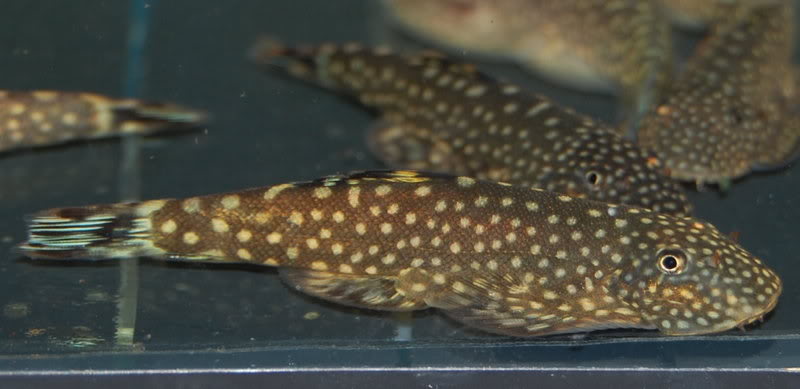 Gastromyzon scitulus.