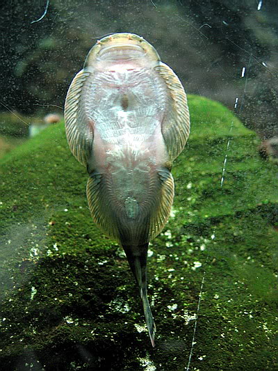 Ventral view.