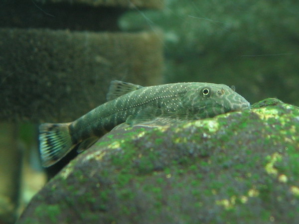 Very little is known about this potentially undescribed species and few images exist.