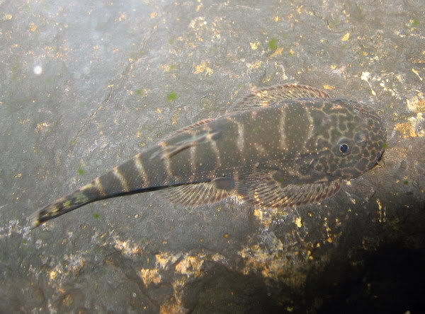 Very little is known about this fish - it appears very similar to G. psiloetron.