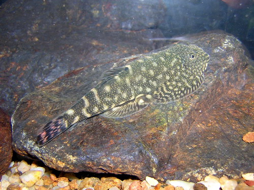 This apparently undescribed species appears related to members of the G. ridens group (see 'notes').