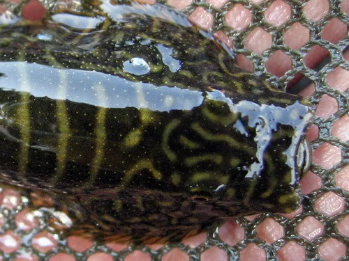 Head and snout detail.