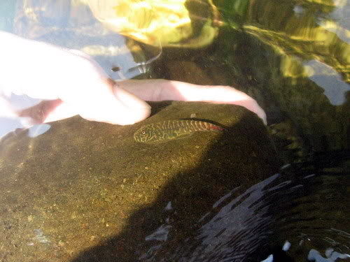 ...where it can often be found on the underside of rocks.