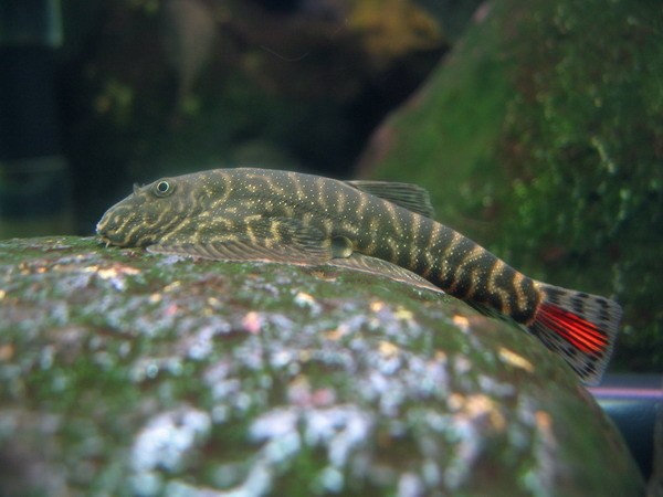 This species is arguably among the most attractive in the genus.