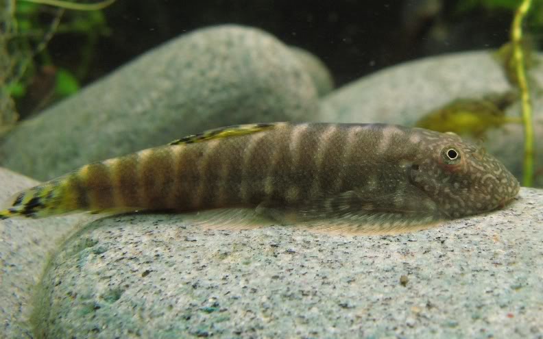A typically-patterned specimen...