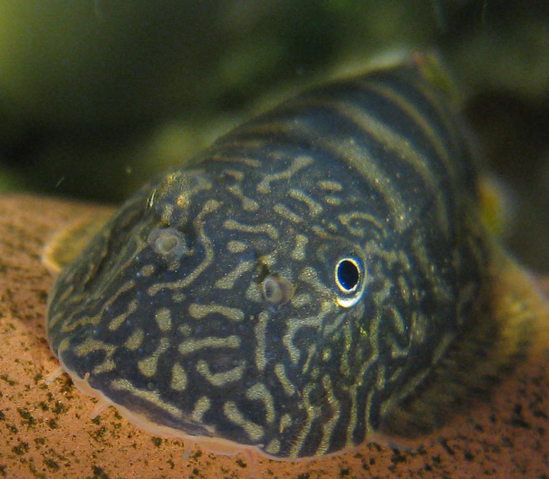 Head detail.