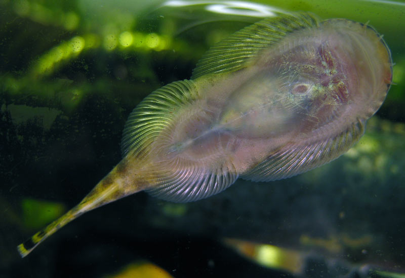 Ventral view.