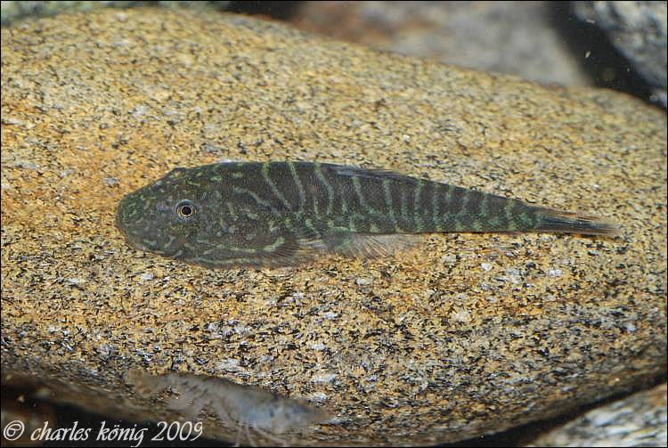 While this fish is greyer in colour...