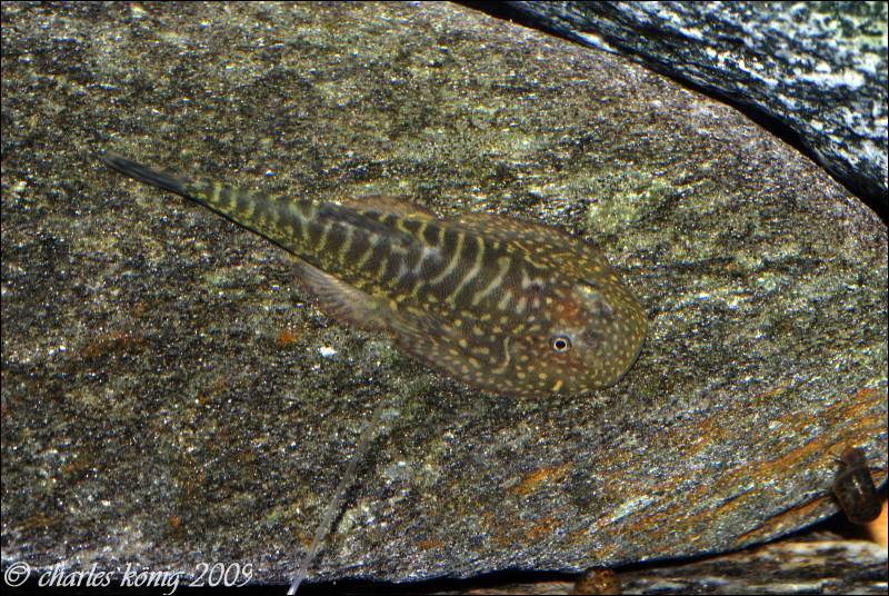 Dorsal view.