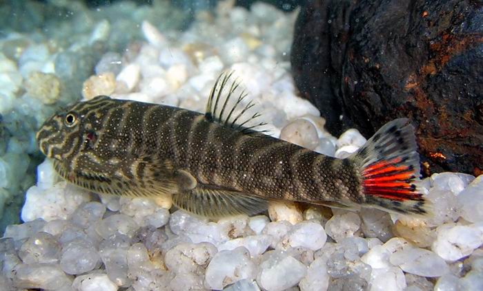 The central rays of the caudal-fin are infused with red...