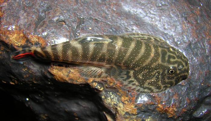 G sp. 'SK02' appears related to members of the G. ridens group (see 'notes').