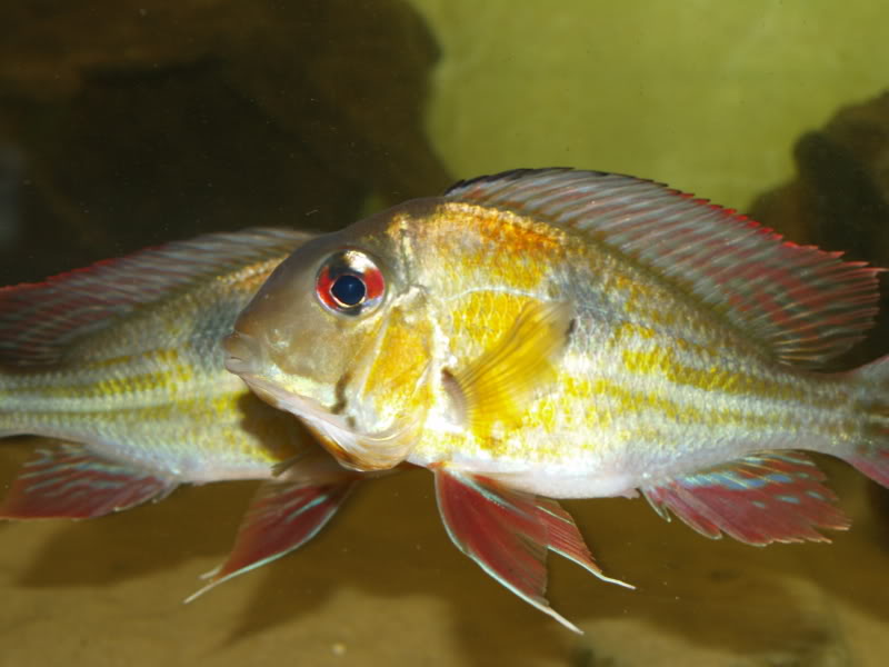 Possession of preopercular markings and a comparatively large midlateral blotch are two defining characters for G. proximus.