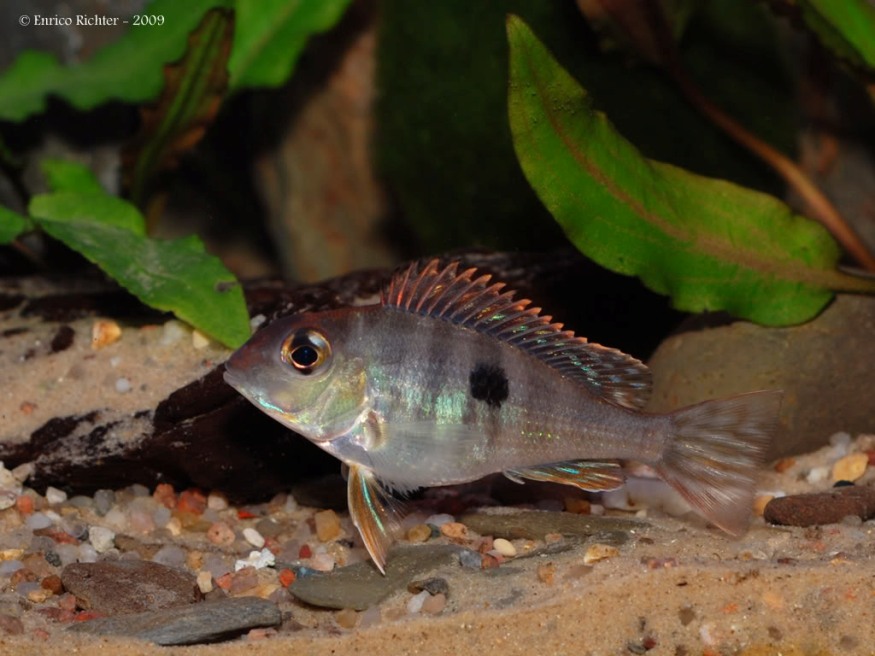 As the young fish grow older still they begin to develop adult patterning.