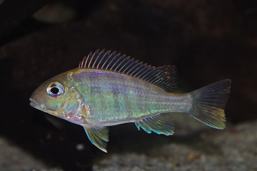 Slightly older juvenile exhibiting some pattern development.