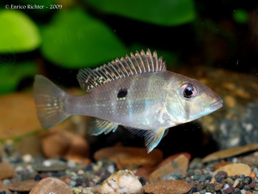 Juvenile specimen - locality unknown.