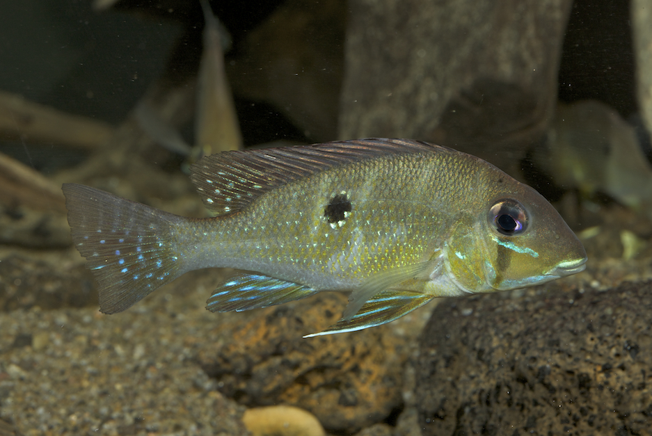 This species can be identified by a combination of dark infraorbital stripe...