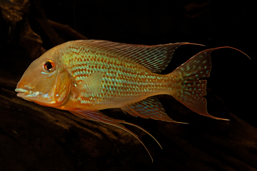 Adult specimen, possibly from the rio Tapajós.