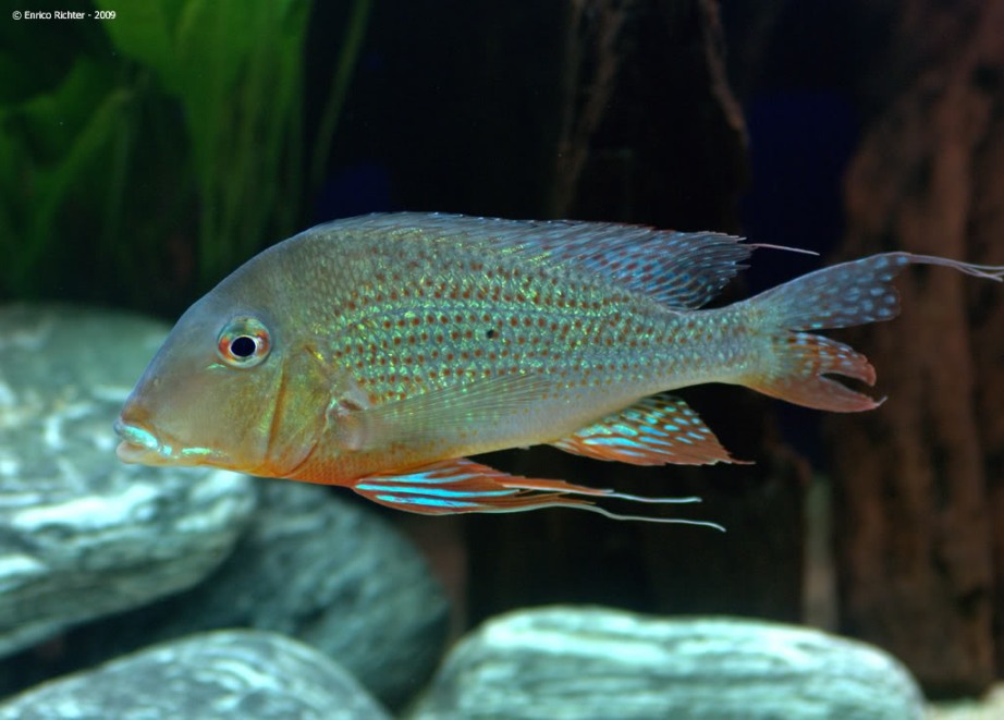 Adult specimen from the rio Tapajós with damaged caudal fin.