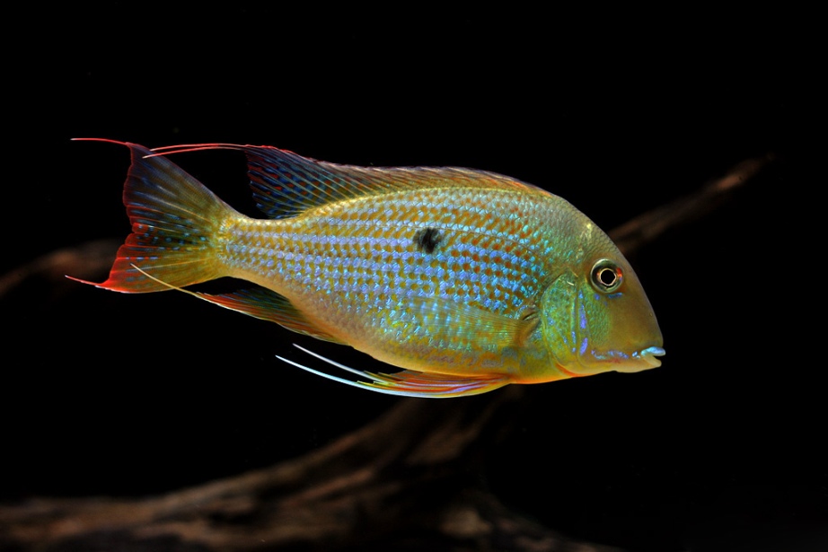 Adult specimen in the aquarium.