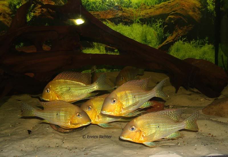 Group of specimens from the rio Xingu traded as G. altifrons but possessing vertical flank bars suggesting it may represent another taxon (see 'Notes').