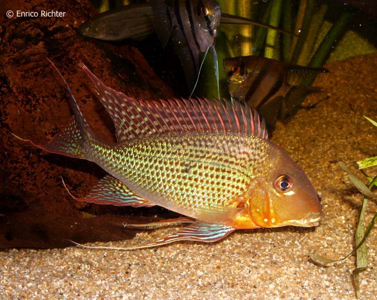 Adult specimen from the rio Negro.