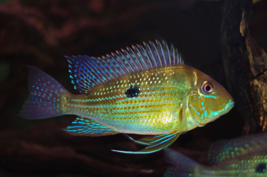 Lateral view.