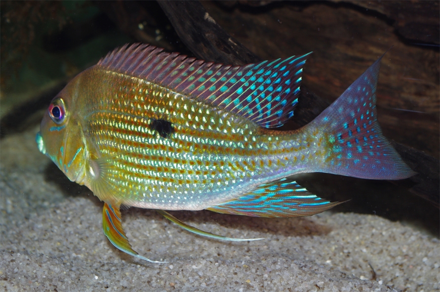 Detail of flank patterning.