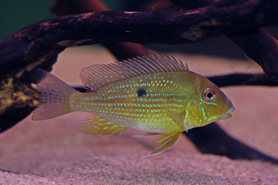 ...subadult of the same, very colourful, form...