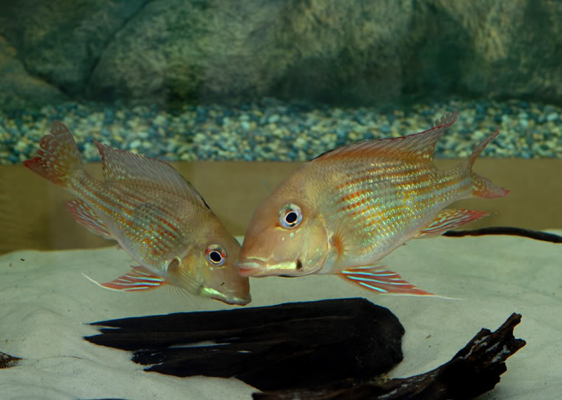 Adult pair of G. cf. brachybranchus from Guyana. These match the description closely but appear to possess faint flank bars which this species should not have.