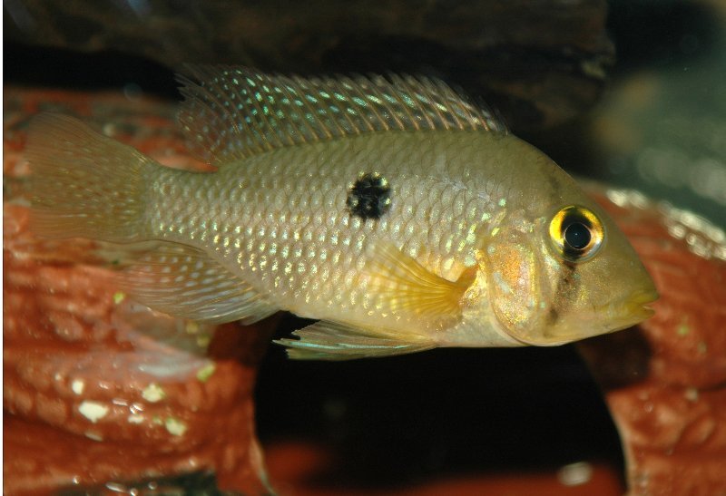 Subadult female from the aquarium trade - origin unknown.