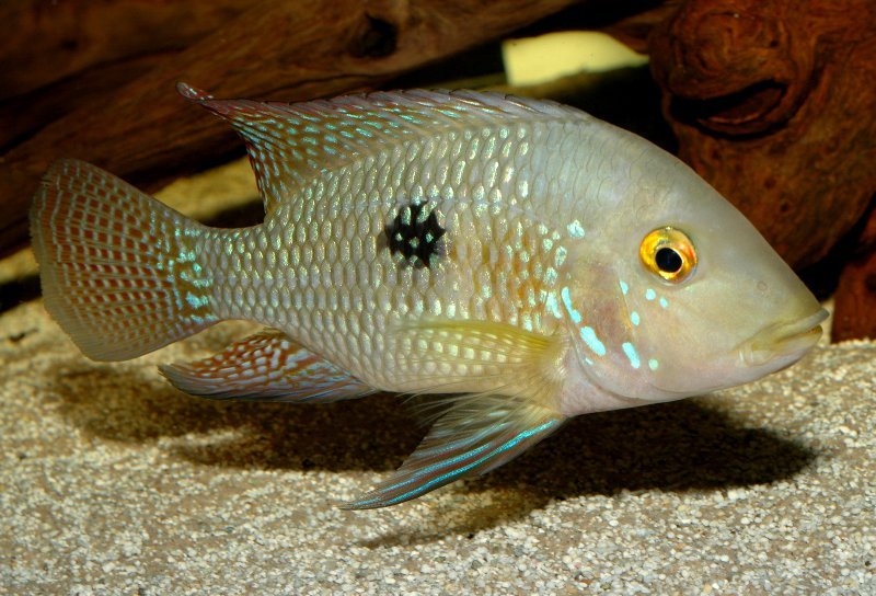 Subadult male from the aquarium trade - origin unknown.