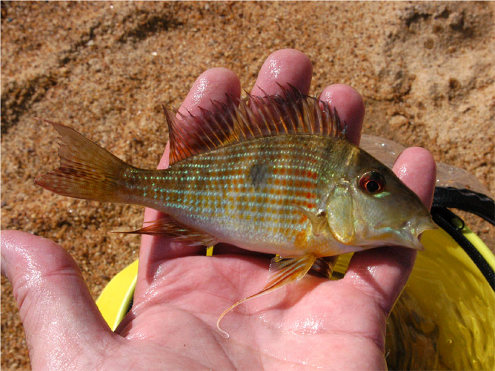 This specimen was collected from the margins of the habitat in the previous image.