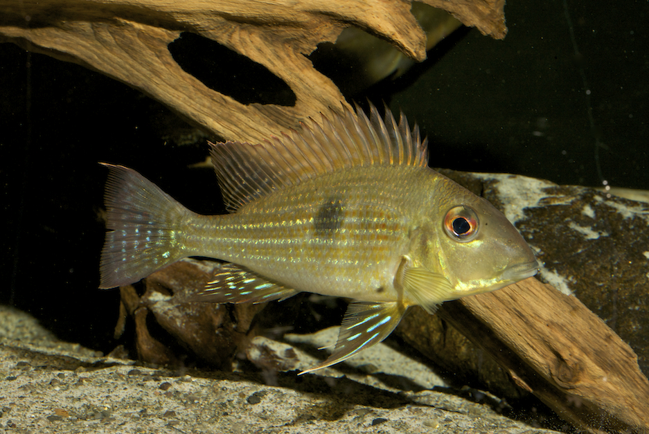 Young adult in the aquarium.