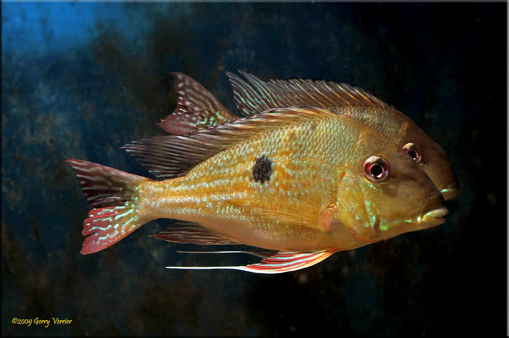 This species is gregarious and should be maintained in a group.
