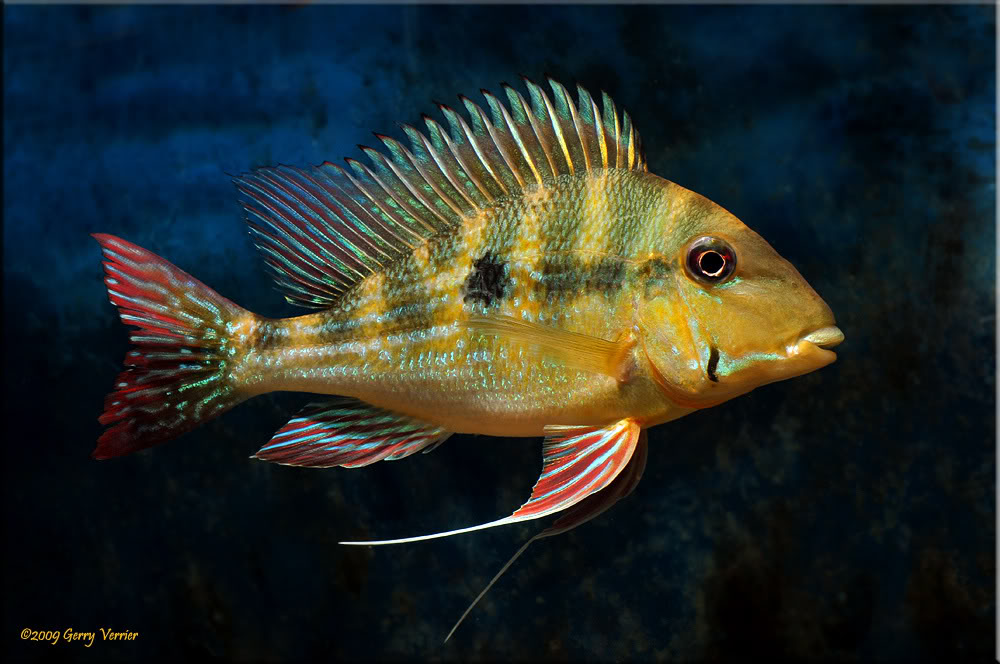 A specimen showing stress patterning with the 'Y' shape formed by the 4th and 5th body bars clearly visible.