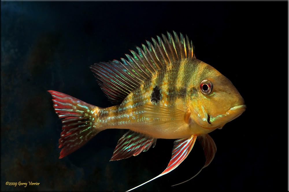 Another specimen showing the pattern of body bars unique to this species.