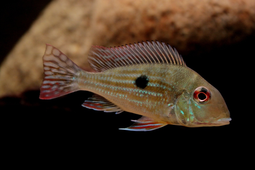 A juvenile specimen in which the preopercular marking has yet to develop.