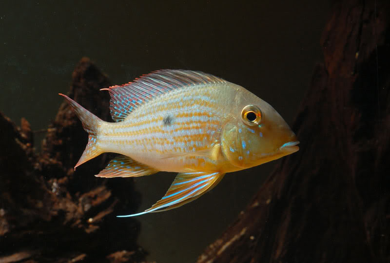Subadult specimen.