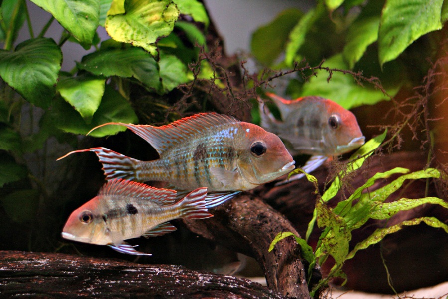 Like others in the G. surinamensis species group G. sp. 'orange head' fares best in a group. Here the Arapiuns form.