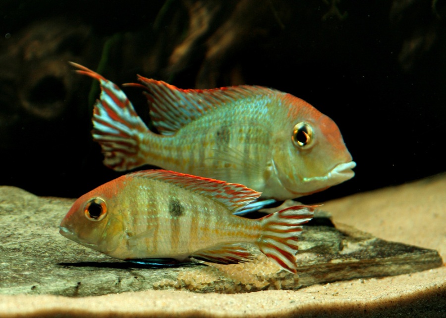 An adult female of the Arapiuns form lays a row of eggs...