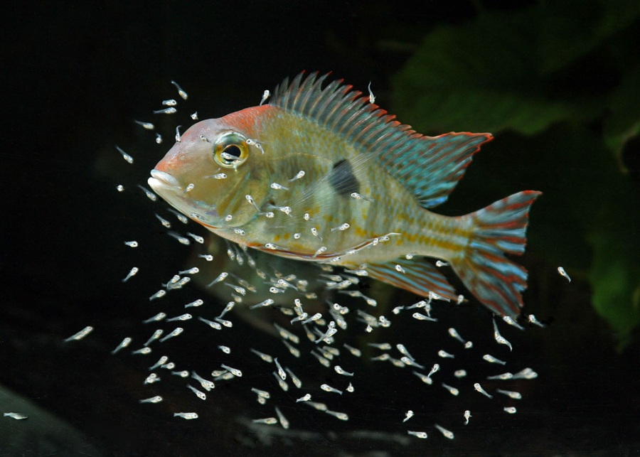 Female of Arapiuns form with free-swimming fry.