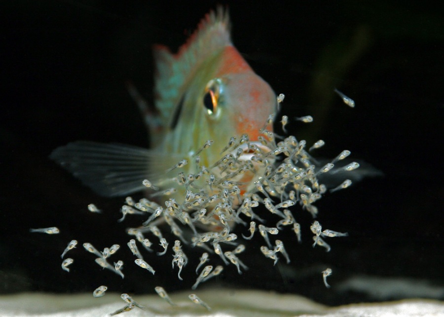 Female of Arapiuns form with fry.