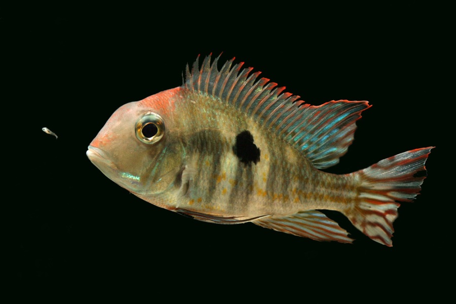Female of Aarapiuns form with just-released fry.