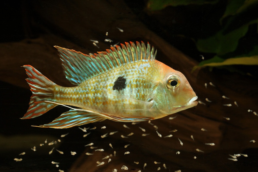 Female of Arapiuns form with fry.