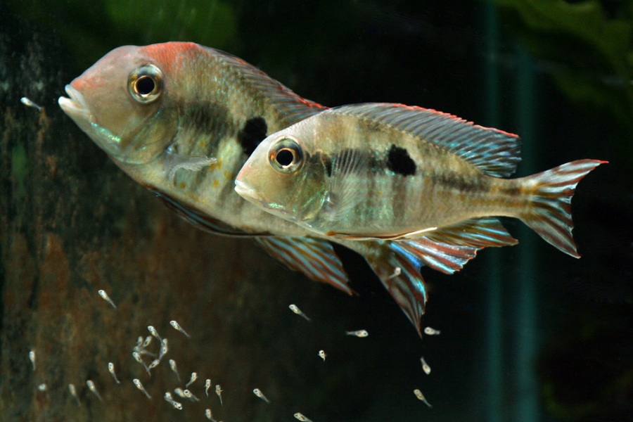 Pair of Arapiuns form with fry, female front.