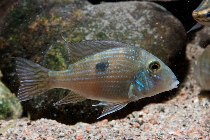 Caudal fin patterning in this species consists of alternating horizontal bands.