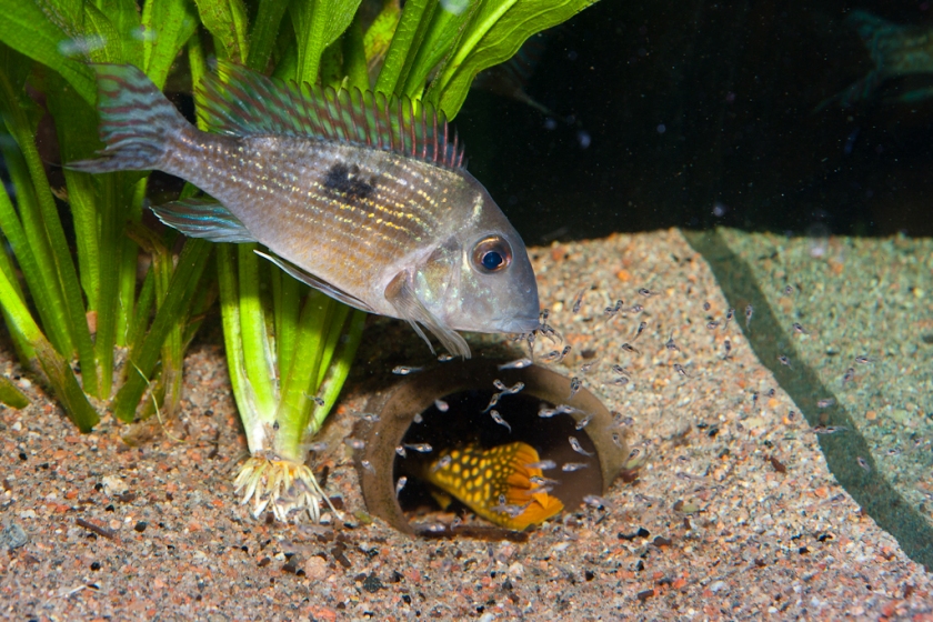 Adult female with fry.