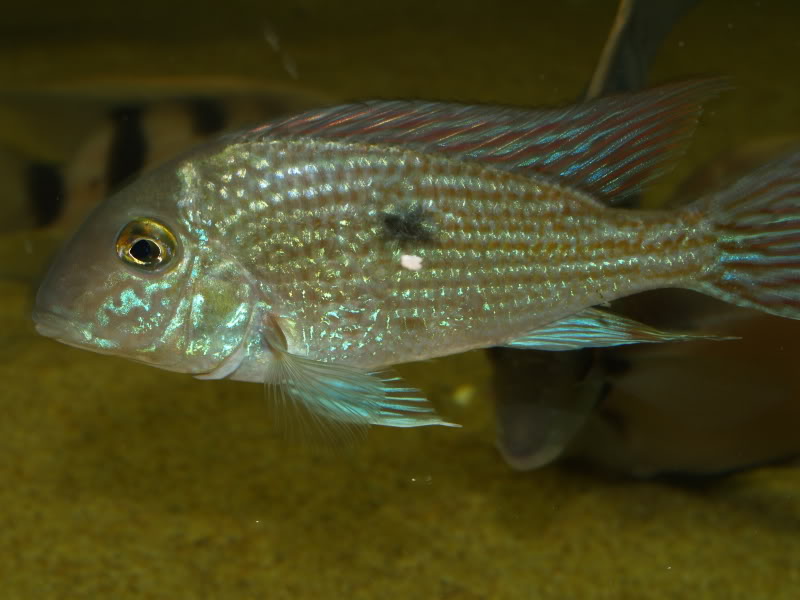 G. parnaibae is not often traded.